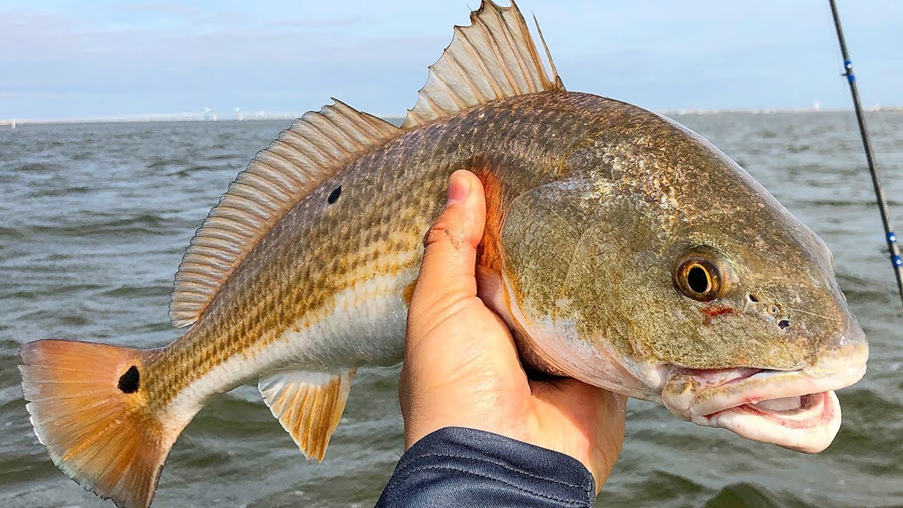 Best Seasons to Fish in Galveston Bay